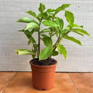 Insulin plant